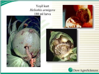 Yeşil kurt
Heliothis armigera
  180 ml larva
 