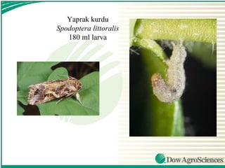 Yaprak kurdu
Spodoptera littoralis
   180 ml larva
 