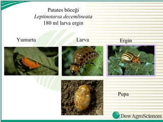 Patates böceği
      Leptinotarsa decemlineata
          180 ml larva ergin


Yumurta                 Larva     Ergin




                                  Pupa
 