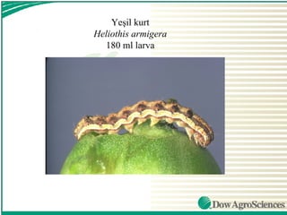 Yeşil kurt
Heliothis armigera
  180 ml larva
 