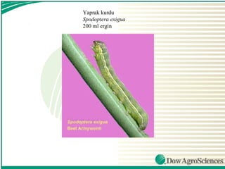Yaprak kurdu
Spodoptera exigua
200 ml ergin
 