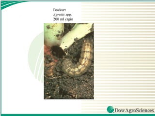 Bozkurt
Agrotis spp.
200 ml ergin
 