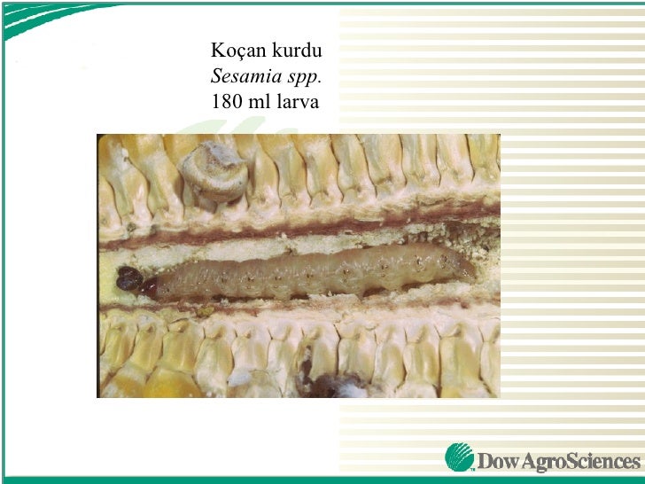 Dow Dursban 4 Ec 1 Litre Insektisit Tarim Bocek Ilaci Fiyati