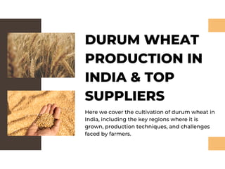 DURUM WHEAT
PRODUCTION IN
INDIA & TOP
SUPPLIERS
Here we cover the cultivation of durum wheat in
India, including the key regions where it is
grown, production techniques, and challenges
faced by farmers.
 