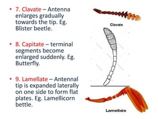 • 7. Clavate – Antenna
enlarges gradually
towards the tip. Eg.
Blister beetle.
• 8. Capitate – terminal
segments become
enlarged suddenly. Eg.
Butterfly.
• 9. Lamellate – Antennal
tip is expanded laterally
on one side to form flat
plates. Eg. Lamellicorn
bettle.
 