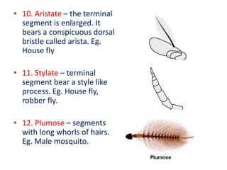 • 10. Aristate – the terminal
segment is enlarged. It
bears a conspicuous dorsal
bristle called arista. Eg.
House fly
• 11. Stylate – terminal
segment bear a style like
process. Eg. House fly,
robber fly.
• 12. Plumose – segments
with long whorls of hairs.
Eg. Male mosquito.
 