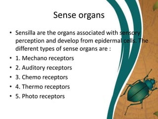 Sense organs
• Sensilla are the organs associated with sensory
perception and develop from epidermal cells. The
different types of sense organs are :
• 1. Mechano receptors
• 2. Auditory receptors
• 3. Chemo receptors
• 4. Thermo receptors
• 5. Photo receptors
 