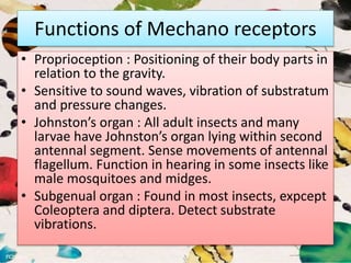 Functions of Mechano receptors
• Proprioception : Positioning of their body parts in
relation to the gravity.
• Sensitive to sound waves, vibration of substratum
and pressure changes.
• Johnston’s organ : All adult insects and many
larvae have Johnston’s organ lying within second
antennal segment. Sense movements of antennal
flagellum. Function in hearing in some insects like
male mosquitoes and midges.
• Subgenual organ : Found in most insects, expcept
Coleoptera and diptera. Detect substrate
vibrations.
 