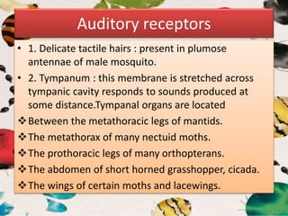 Auditory receptors
• 1. Delicate tactile hairs : present in plumose
antennae of male mosquito.
• 2. Tympanum : this membrane is stretched across
tympanic cavity responds to sounds produced at
some distance.Tympanal organs are located
Between the metathoracic legs of mantids.
The metathorax of many nectuid moths.
The prothoracic legs of many orthopterans.
The abdomen of short horned grasshopper, cicada.
The wings of certain moths and lacewings.
 