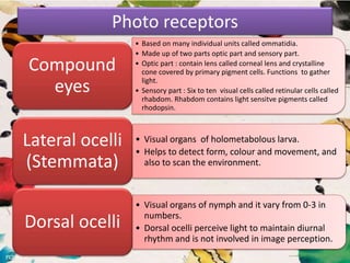Photo receptors
• Based on many individual units called ommatidia.
• Made up of two parts optic part and sensory part.
• Optic part : contain lens called corneal lens and crystalline
cone covered by primary pigment cells. Functions to gather
light.
• Sensory part : Six to ten visual cells called retinular cells called
rhabdom. Rhabdom contains light sensitve pigments called
rhodopsin.
Compound
eyes
• Visual organs of holometabolous larva.
• Helps to detect form, colour and movement, and
also to scan the environment.
Lateral ocelli
(Stemmata)
• Visual organs of nymph and it vary from 0-3 in
numbers.
• Dorsal ocelli perceive light to maintain diurnal
rhythm and is not involved in image perception.
Dorsal ocelli
 