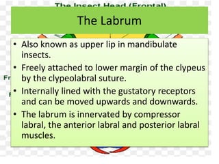 The Labrum
• Also known as upper lip in mandibulate
insects.
• Freely attached to lower margin of the clypeus
by the clypeolabral suture.
• Internally lined with the gustatory receptors
and can be moved upwards and downwards.
• The labrum is innervated by compressor
labral, the anterior labral and posterior labral
muscles.
 