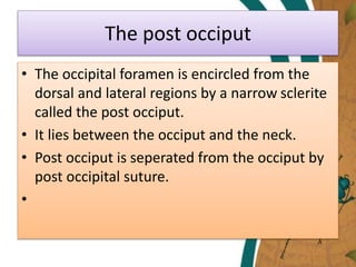 The post occiput
• The occipital foramen is encircled from the
dorsal and lateral regions by a narrow sclerite
called the post occiput.
• It lies between the occiput and the neck.
• Post occiput is seperated from the occiput by
post occipital suture.
•
 