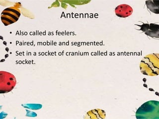 Antennae
• Also called as feelers.
• Paired, mobile and segmented.
• Set in a socket of cranium called as antennal
socket.
 