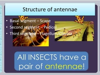 Structure of antennae
• Basal segment – Scape
• Second segment – Pedicel
• Third segment – Flagellum/Clavola
 