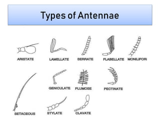 Types of Antennae
 