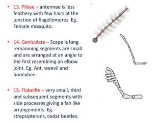 • 13. Pilose – antennae is less
feathery with few hairs at the
junction of flagellomeres. Eg.
Female mosquito.
• 14. Geniculate – Scape is long
remanining segments are small
and are arranged at an angle to
the first resembling an elbow
joint. Eg. Ant, weevil and
honeybee.
• 15. Flabellte – very small, third
and subsequent segments with
side processes giving a fan like
arrangements. Eg.
strepsipterans, cedar beetles.
 