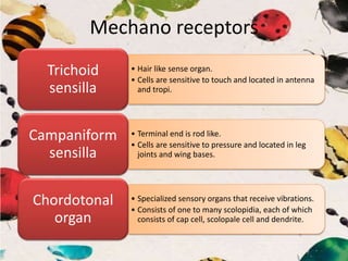 Mechano receptors
• Hair like sense organ.
• Cells are sensitive to touch and located in antenna
and tropi.
Trichoid
sensilla
• Terminal end is rod like.
• Cells are sensitive to pressure and located in leg
joints and wing bases.
Campaniform
sensilla
• Specialized sensory organs that receive vibrations.
• Consists of one to many scolopidia, each of which
consists of cap cell, scolopale cell and dendrite.
Chordotonal
organ
 