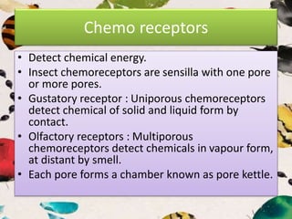 Chemo receptors
• Detect chemical energy.
• Insect chemoreceptors are sensilla with one pore
or more pores.
• Gustatory receptor : Uniporous chemoreceptors
detect chemical of solid and liquid form by
contact.
• Olfactory receptors : Multiporous
chemoreceptors detect chemicals in vapour form,
at distant by smell.
• Each pore forms a chamber known as pore kettle.
 