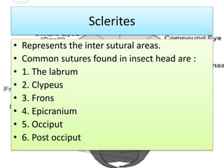 Sclerites
• Represents the inter sutural areas.
• Common sutures found in insect head are :
• 1. The labrum
• 2. Clypeus
• 3. Frons
• 4. Epicranium
• 5. Occiput
• 6. Post occiput
 