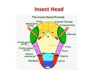 Insect Head
 