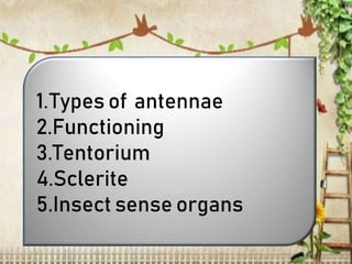 1.Types of antennae
2.Functioning
3.Tentorium
4.Sclerite
5.Insect sense organs
 