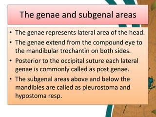 The genae and subgenal areas
• The genae represents lateral area of the head.
• The genae extend from the compound eye to
the mandibular trochantin on both sides.
• Posterior to the occipital suture each lateral
genae is commonly called as post genae.
• The subgenal areas above and below the
mandibles are called as pleurostoma and
hypostoma resp.
 