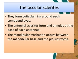 The occular sclerites
• They form cuticular ring around each
compound eyes.
• The antennal sclerites form and annulus at the
base of each antennae.
• The mandibular trochantin occurs between
the mandibular base and the pleurostroma.
 