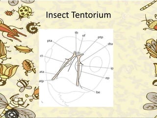 Insect Tentorium
 