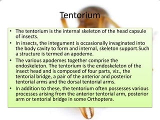 Tentorium
• The tentorium is the internal skeleton of the head capsule
of insects.
• In insects, the integument is occasionally invaginated into
the body cavity to form and internal, skeleton support.Such
a structure is termed an apodeme.
• The various apodemes together comprise the
endoskeleton. The tentorium is the endoskeleton of the
insect head and is composed of four parts, viz., the
tentorial bridge, a pair of the anterior and posterior
tentorial arms and the dorsal tentorial arms.
• In addition to these, the tentorium often possesses various
processes arising from the anterior tentorial arm, posterior
arm or tentorial bridge in some Orthoptera.
 