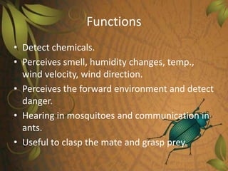 Functions
• Detect chemicals.
• Perceives smell, humidity changes, temp.,
wind velocity, wind direction.
• Perceives the forward environment and detect
danger.
• Hearing in mosquitoes and communication in
ants.
• Useful to clasp the mate and grasp prey.
 