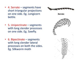 • 4. Serrate – segments have
short triangular projections
on one side. Eg. Longicorn
bettle.
• 5. Unipectinate – segments
with long slender processes
on one side. Eg. Sawfly.
• 6. Bipectinate – segments
with long slender lateral
processes on both the sides.
Eg. Silkworm moth
 