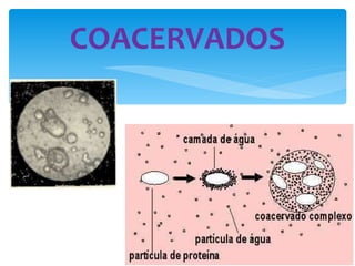 COACERVADOS 