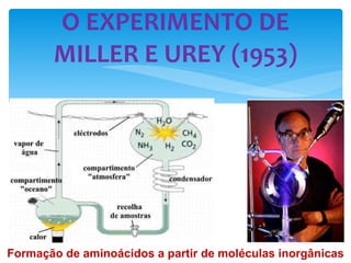 O EXPERIMENTO DE MILLER E UREY (1953) Formação de aminoácidos a partir de moléculas inorgânicas 