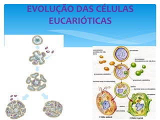 EVOLUÇÃO DAS CÉLULAS EUCARIÓTICAS 