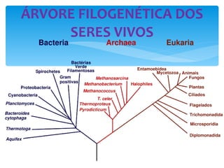 ÁRVORE FILOGENÉTICA DOS SERES VIVOS 
