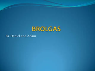 BROLGAS BY Daniel and Adam 