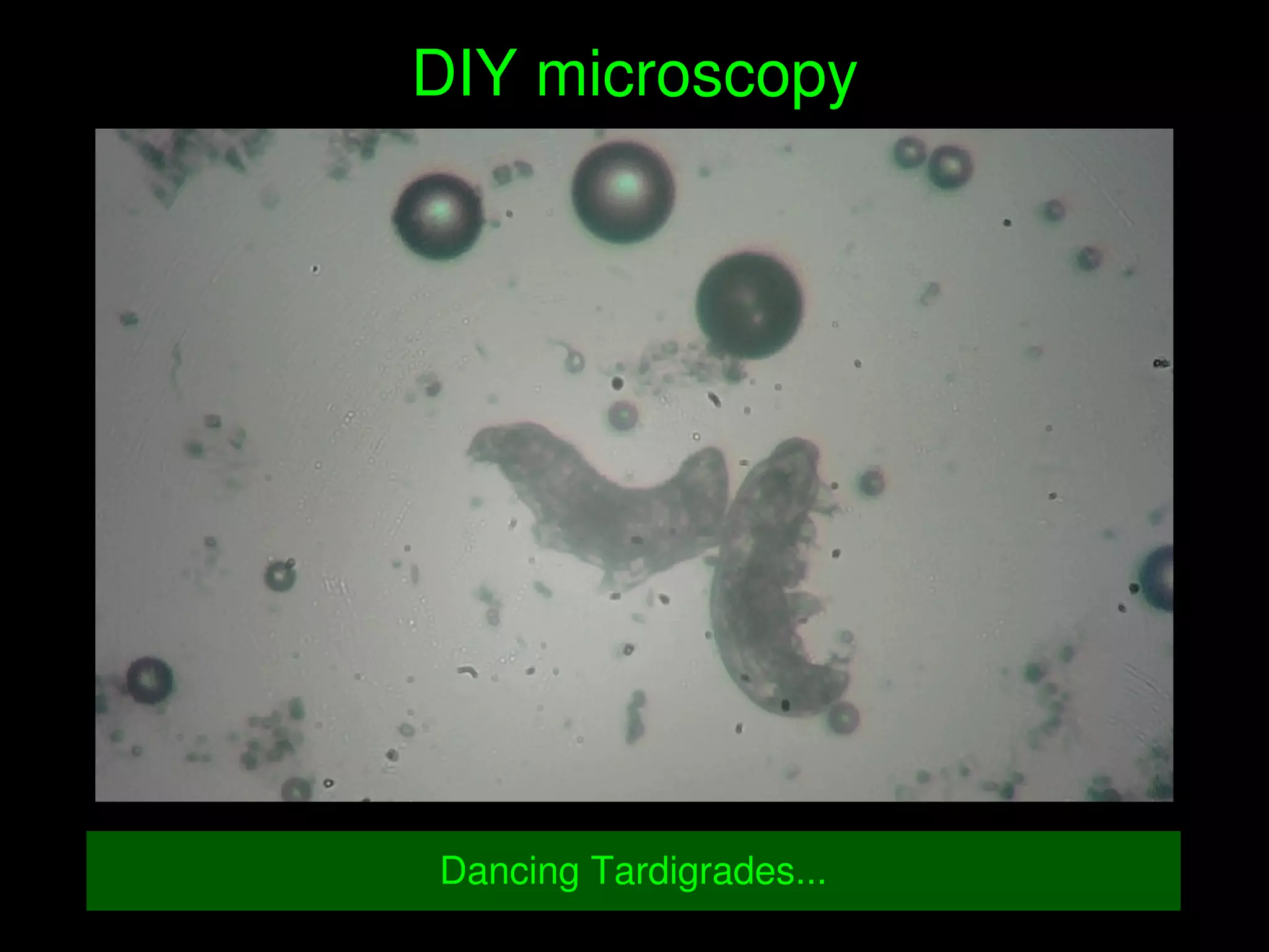    
DIY microscopy
Dancing Tardigrades...
 