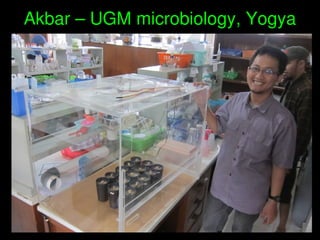    
Akbar – UGM microbiology, Yogya
 