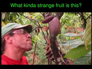    
What kinda strange fruit is this?
 