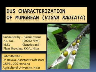 DUS CHARACTERIZATION
OF MUNGBEAN (VIGNA RADIATA)
Submitted to –
Dr. Ravika (Assistant Professor)
G&PB , CCS Haryana
Agricultural University, Hisar
Submitted by – Sachin verma
Ad. No.- (2020A70M)
M.Sc - Genetics and
Plant Breeding, COA, Hisar
 