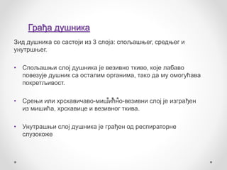 Душник - Мусулин Д. | PPT