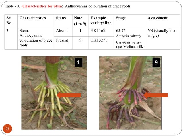 Dus Testing DUS Test Guidelines for Maize | PPTX
