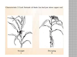 Dus Testing Comprehensive Guide to DUS Testing and Test Guidelines for New Plant ...