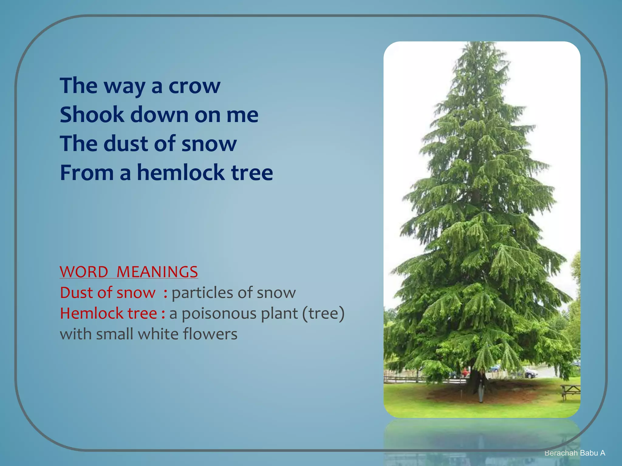 Berachah Babu A
The way a crow
Shook down on me
The dust of snow
From a hemlock tree
WORD MEANINGS
Dust of snow : particles of snow
Hemlock tree : a poisonous plant (tree)
with small white flowers
 