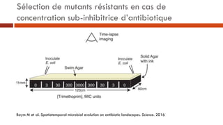Sélection de mutants résistants en cas de
concentration sub-inhibitrice d’antibiotique
Baym M et al. Spatiotemporal microb...