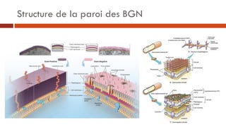 Structure de la paroi des BGN
 