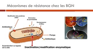 Mécanismes de résistance chez les BGN
Inactivation/modification enzymatique
Modification des protéines
cibles Diminution
d...