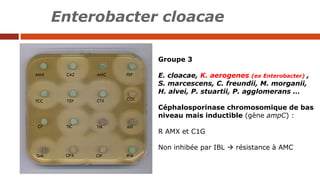 Groupe 3
E. cloacae, K. aerogenes (ex Enterobacter) ,
S. marcescens, C. freundii, M. morganii,
H. alvei, P. stuartii, P. a...