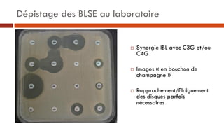 Dépistage des BLSE au laboratoire
 Synergie IBL avec C3G et/ou
C4G
 Images « en bouchon de
champagne »
 Rapprochement/E...