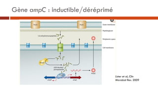 Lister et al, Clin
Microbiol Rev. 2009
Gène ampC : inductible/déréprimé
 